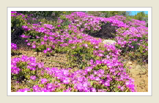  Namaqualnd touring - Mesemb Drosanthemum hispidum Skaapvygie, by Peter Maas